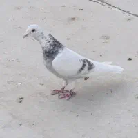 کبوتر پلاکی قابل معاوضه با....|پرنده|حمیدیا, |دیوار