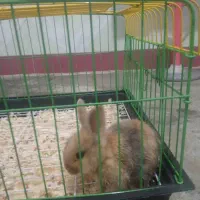 نژاددار جرسی