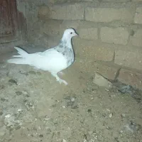 نر طوق هفت رنگ|پرنده|بیرجند, |دیوار
