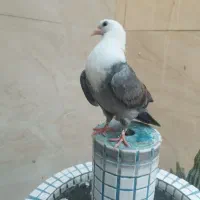جوجه کلاغ