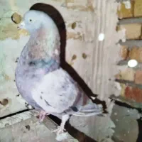 کبوتر گرگی نر