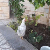 مرغ گلین