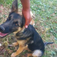 سگ نژاد ژرمن شپرد|سگ|گلمکان, |دیوار