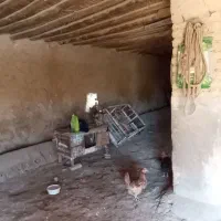 8عدد غازو3عدد  بوقلمون و8عدد مرغ به فروش میرسد|حیوانات مزرعه|کوهدشت, |دیوار