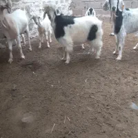 ۳عدد بز ننه بالا یکی هم سانن هست