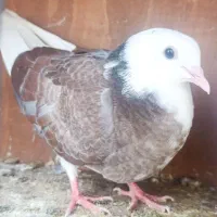 جفت جوجه کفتر نر