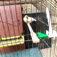 جفت فاعو درجه یک خوش رنگ