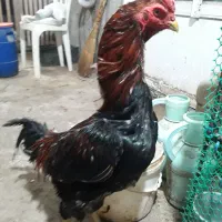 مرغ|حیوانات مزرعه|لاهیجان, انقلاب|دیوار