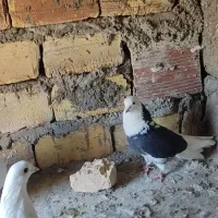 کفتر گمشده|حیوانات|اسفراین, |دیوار