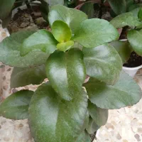 گل‌های قاشقی