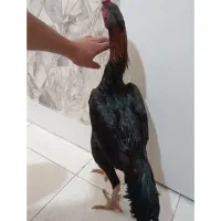جوجه خروس لاری اوشامو