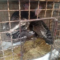 فروش بوقلمون