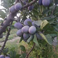 فروش-باغ-آلو-در-شمس-حاجیان