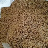 گندم چمران دو|عمده‌فروشی|رامشیر, |دیوار