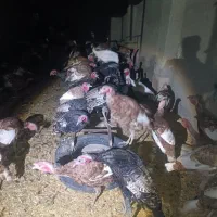 فروش بوقلمون|حیوانات مزرعه|دیواندره, |دیوار