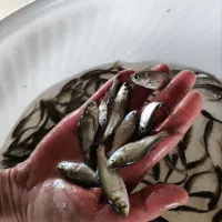 ماهی تارتار نژاد اصلاحی همه چیز خوار مناسب