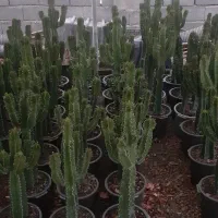 کاکتوس افوربیا