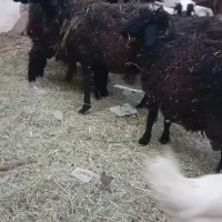 میش بره دورگ اوست