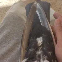 نر دم سیاه|پرنده|صدرا-فارس, فاز ۲|دیوار