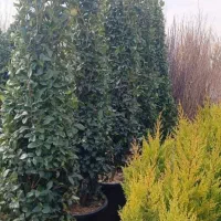 نهالستان خدمات باغبانی تعویض خاک گلدون کاشت گل|خدمات باغبانی و درختکاری|تهران, شهرک غرب|دیوار