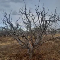 هرس کاری|خدمات باغبانی و درختکاری|مشگین شهر, |دیوار