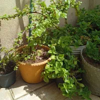 انواع گل مناسب آپارتمان وتراس وحیاط