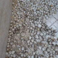موسیر آبنباتی شده