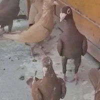 کبوتر سرخ و زرد کرمانی و مینا سرخ