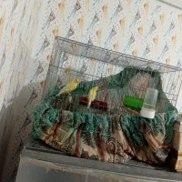 قناری|پرنده|یزد, |دیوار