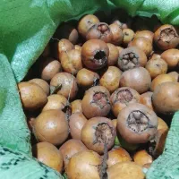 ازگیل پیوندی|خوردنی و آشامیدنی|احمدسرگوراب, |دیوار