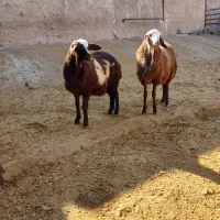 فروش دو راس بره ماده درجه یک|حیوانات مزرعه|قلقل رود, |دیوار