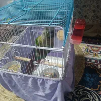 طوطی گرینچیک نر|پرنده|خرمشهر, |دیوار