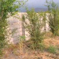 فروش باغ روستای زیبا وسرسبز والش آباد