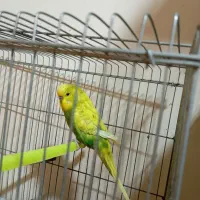 پرنده مرغ عشق|پرنده|شیراز, شهرک صدا و سیما|دیوار