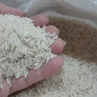 برنج فجرسوزنی