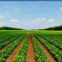 سرکارگری کارهای کشاورزی