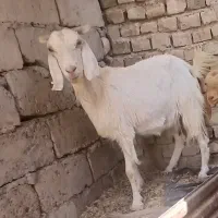 بز با کهره
