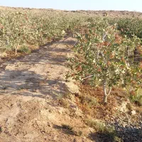 فروش باغ پسته  همراه ۲۴ ساعت واستخرشخصی|فروش دفتر صنعتی، کشاورزی، تجاری|گناباد, |دیوار