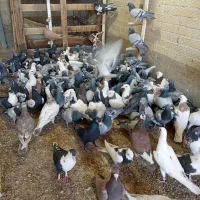 کبوتر طوقی پرشی سینه آیی از کاشان ب شرط پرش رسید|پرنده|اردکان, |دیوار