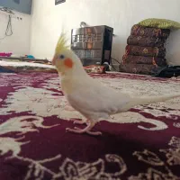 عروس هلندی سرلاکی|پرنده|فیروزآباد (فارس), |دیوار