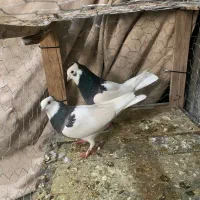 ی چخ طوقی|پرنده|شیروان (خراسان), |دیوار