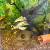 کوی مایان و باترفلای|ماهی|ری, جوانمرد قصاب|دیوار