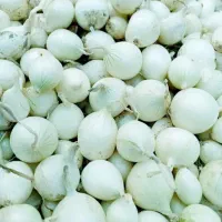 غده قوطی مینروا
