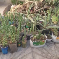 فروش تعدادی گل کاکتوس و آلوئه ورا