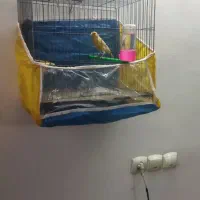 قناری نر مست تن نخورده