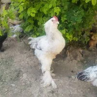 جوجە برهما،سە ماهە،وچهار ماهە