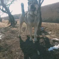 واگذاری سگ سراب|سگ|شازند, |دیوار