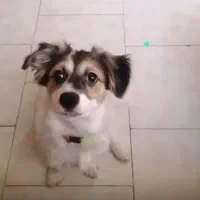 سگ ۴ ماهه اشپیتز ( سیمبا)