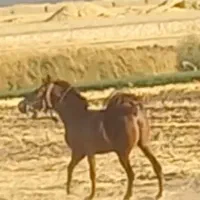 مادیان اول شکم کره پهلوان لارتی|اسب و تجهیزات اسب‌سواری|کامیاران, |دیوار