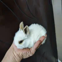 خرگوش جرسی